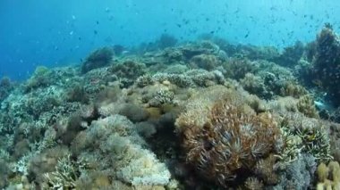 Güzel ve sağlıklı Mercan Adası, Alor, Endonezya büyür. Mercan Üçgeni içinde uzak bu bölgesi deniz biyolojik çeşitlilik olağanüstü bir dizi ev.