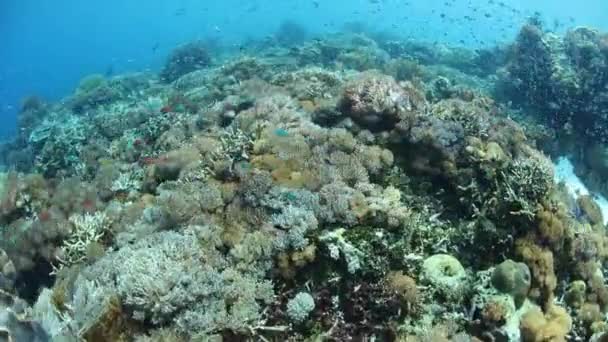 美しく 健康なサンゴ礁は アロースター インドネシアの島の近く繁栄します コーラル トライ アングル内でこのリモート地域は海洋生物多様性の特別な配列へのホーム — ストック動画