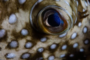 Göz ve deri beyaz benekli pufferfish, Wakatobi Milli Parkı, Endonezya bir resif üzerinde Arothron hispidus, detay.
