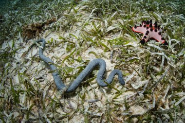 Kimliği belirsiz bir deniz yılanı Wakatobi Milli Parkı, Endonezya seagrass çayırda küçük balık avı.