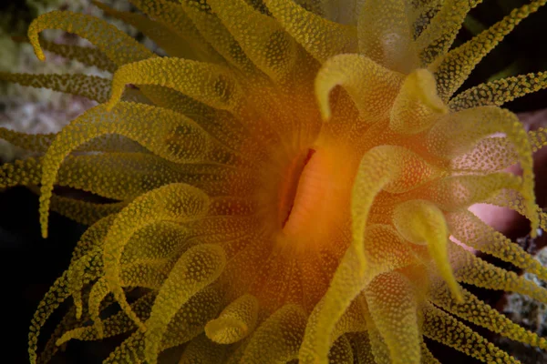 Wakatobi Milli Parkı Endonezya Planktonik Yakalamak Için Batma Onun Tentacles — Stok fotoğraf