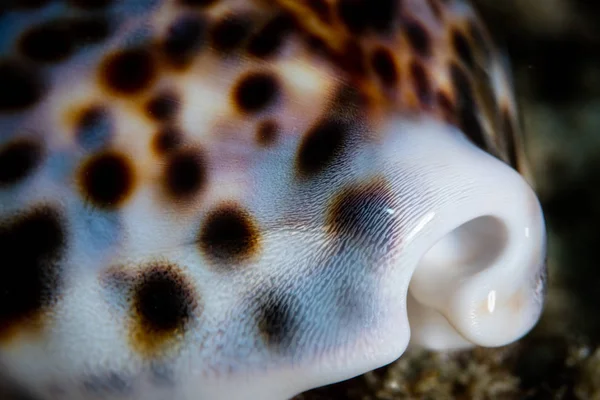 Detail Van Een Dynamische Tijger Kauri Shell Cypraea Tigris Een — Stockfoto