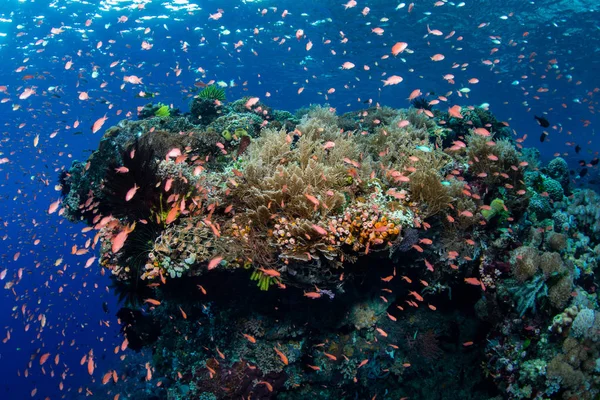 Kolorowe Ryby Szkoła Powyżej Piękne Rafy Koralowej Pobliżu Wyspy Alor — Zdjęcie stockowe