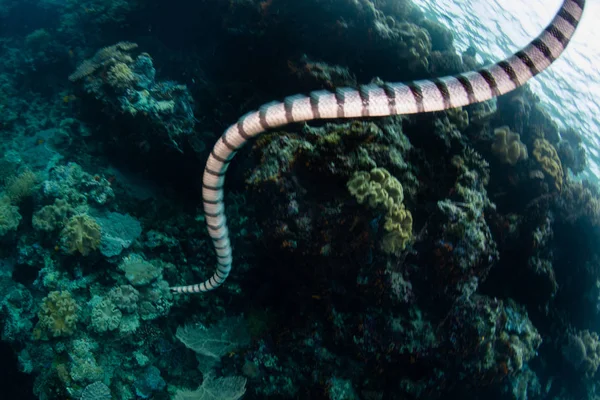 縞海アマガサヘビ Colubrina Wakatobi 国立公園 インドネシアのサンゴ礁に向かって泳ぐ この領域海洋生物多様性の驚くべき配列を隠し持って コーラル トライ アングル内にあります — ストック写真