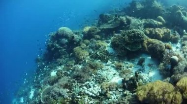 Güzel ve sağlıklı Mercan Adası, Alor, Endonezya büyür. Mercan Üçgeni içinde uzak bu bölgesi deniz biyolojik çeşitlilik olağanüstü bir dizi ev.