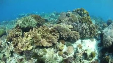 Güzel ve sağlıklı Mercan Adası, Alor, Endonezya büyür. Mercan Üçgeni içinde uzak bu bölgesi deniz biyolojik çeşitlilik olağanüstü bir dizi ev.