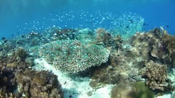 アロースター インドネシアの島の近くに活気に満ちた 健全なサンゴ礁が繁栄します コーラル トライ アングル内でこのリモート地域は海洋生物多様性の特別な配列へのホーム — ストック動画