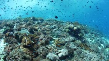 Alor, Endonezya yakınındaki bir canlı mercan resif üzerinde renkli resif balık yüzme. Bu tropikal bölge, Mercan Üçgeni parçası ev sahipliği deniz biyolojik çeşitlilik şaşırtıcı bir çeşitlilik.