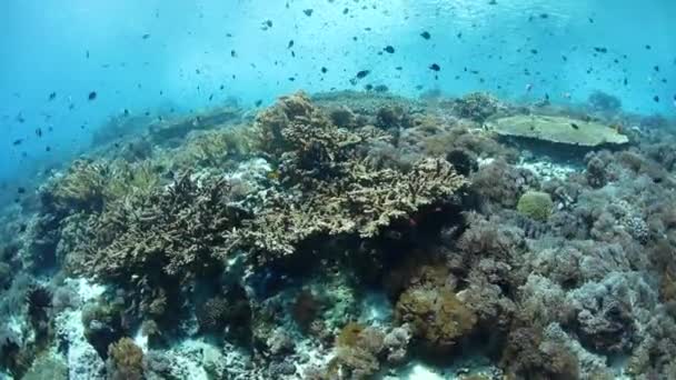 活気のあるサンゴ礁の魚はインドネシア アロール近く健全なサンゴ礁の上に泳ぐ この熱帯地域 珊瑚の三角形の部分は 海洋生物の驚くべき多様に家 — ストック動画
