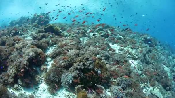 Pesci Variopinti Della Barriera Corallina Nuotano Sopra Una Barriera Corallina — Video Stock