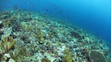 Alor, Endonezya yakınındaki bir canlı mercan resif üzerinde renkli resif balık yüzme. Bu tropikal bölge, Mercan Üçgeni parçası ev sahipliği deniz biyolojik çeşitlilik şaşırtıcı bir çeşitlilik.
