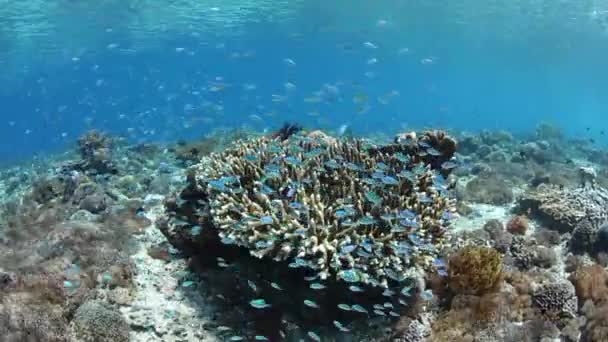 五颜六色的礁鱼游在印度尼西亚亚罗士附近一条生机勃勃的珊瑚礁上 这个热带地区 珊瑚三角的一部分 是一个惊人的多样性海洋生物多样性的家园 — 图库视频影像