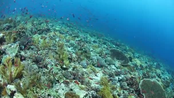 Pesci Variopinti Della Barriera Corallina Nuotano Sopra Una Barriera Corallina — Video Stock