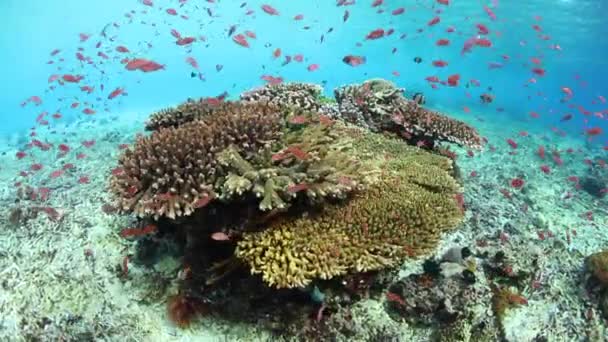 在印尼亚罗士附近 五颜六色的珊瑚礁鱼游过一条生机勃勃的珊瑚礁 这个热带地区 珊瑚三角的一部分 是一个惊人的多样性海洋生物多样性的家园 — 图库视频影像