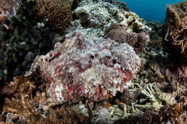 Bir mercan kayalığı Komodo Ulusal Parkı, Endonezya içine son derece zehirli bir Stonefish, Synanceia verrucosa, karışımları.