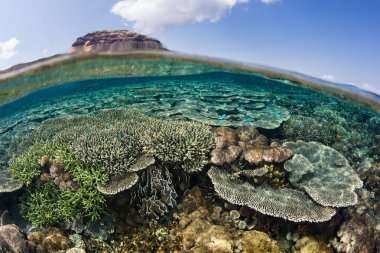 Komodo, Endonezya yakınındaki yüzeyin altında sadece sağlıklı mercanlar büyümek. Bu tropikal bölge, Mercan Üçgeni parçası ev sahipliği deniz biyolojik çeşitlilik şaşırtıcı bir çeşitlilik.