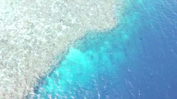 美しいサンゴ礁は島インドネシアの Wakatobi 国立公園の周囲を落とします この地域で非常に高い海洋生物多様性を宿す スキューバ ダイビングやシュノーケ リングに人気 — ストック動画