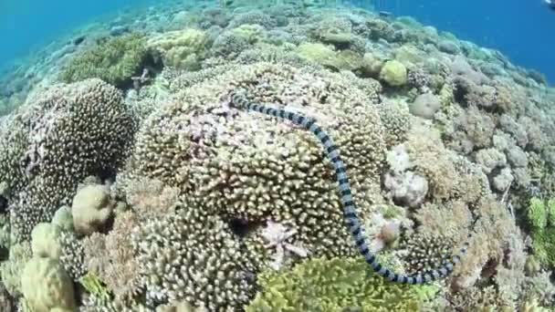 一条带状的海金环蛇 Laticauda Colubrina 游过一个浅珊瑚礁在 Wakatobi 国家公园 印度尼西亚 这些剧毒爬行动物在热带西太平洋地区很常见 — 图库视频影像