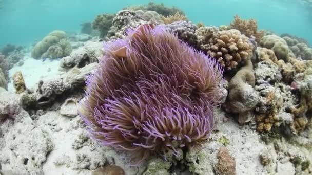 カクレクマノミ クマノミ Perideraion ピンク Wakatobi 国立公園 インドネシアのサンゴ礁に自分のホストのアネモネの触手の中で泳ぐ — ストック動画