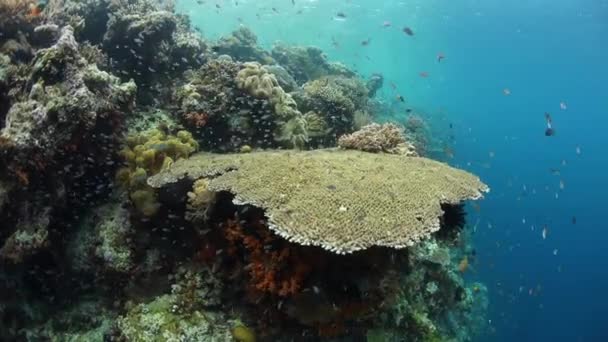 Маленькие Рыбы Плавают Вокруг Здоровых Кораллов Национальном Парке Вакатоби Индонезии — стоковое видео