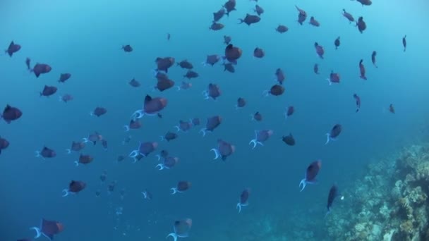 赤い歯モンガラカワハギは Wakatobi 国立公園 インドネシアのサンゴ礁ドロップオフに沿って泳ぐ この熱帯地域 珊瑚の三角形の部分は 海洋生物の驚くべき多様に家 — ストック動画