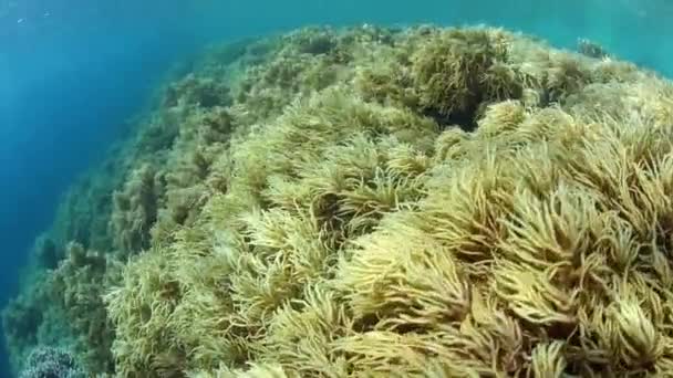 Lágy Korallok Nőnek Szélén Egy Sekély Korallzátony Wakatobi Nemzeti Park — Stock videók