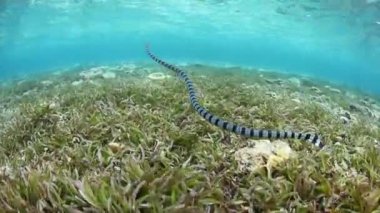 Bir şeritli deniz yılanı, Laticauda colubrina, Wakatobi Milli Parkı, Endonezya içinde yüzüyor. Bu son derece zehirli sürüngen nispeten uysal ve tropikal Batı Pasifik bölgesi yaygındır.