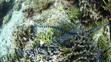 Bir şeritli deniz yılanı, Laticauda colubrina, Wakatobi Milli Parkı, Endonezya içinde yüzüyor. Bu son derece zehirli sürüngen nispeten uysal ve tropikal Batı Pasifik bölgesi yaygındır.