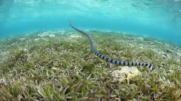 Полосатый Морской Краит Laticauda Colubrina Плавает Национальном Парке Вакатоби Индонезия — стоковое видео