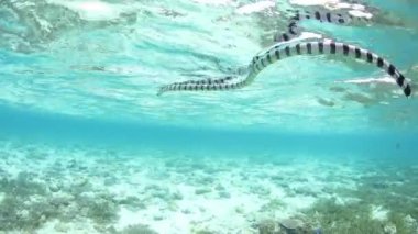 Bir şeritli deniz yılanı, Laticauda colubrina, Wakatobi Milli Parkı, Endonezya içinde yüzüyor. Bu son derece zehirli sürüngen nispeten uysal ve tropikal Batı Pasifik bölgesi yaygındır.