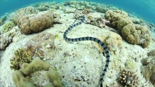 一条带状海金环蛇 Laticauda Colubrina 游泳在 Wakatobi 国家公园 印度尼西亚 这种剧毒的爬行动物相对温顺 在整个热带西太平洋地区很常见 — 图库视频影像