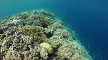 Sağlıklı mercanlar çeşitli büyümek Wakatobi Milli Parkı, Endonezya bir sığ mercan kayalığı yamaç kenarında.