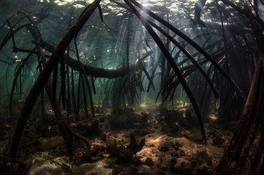 Kirişler güneş ışığı nerede karışık prop kökleri balık ve omurgasız için yaşam alanı sağlayan bir karanlık mangrov orman içine düşmek. Mangrov ekolojik önemli alanlarından kez kreş kabul vardır.