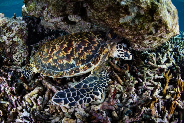 Hawksbill Deniz Kaplumbağası Eretmochelys Imbricata Mercan Bommie Komodo Ulusal Parkı — Stok fotoğraf