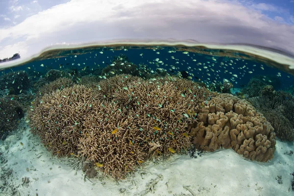 Damas Azuis Verdes Nadam Recife Raso Nas Ilhas Salomão Esta — Fotografia de Stock