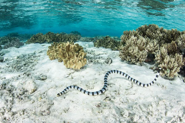 Pruhované Moře Krait Laticauda Colubrina Plave Mělčinách Šalamounových Ostrovech Této — Stock fotografie