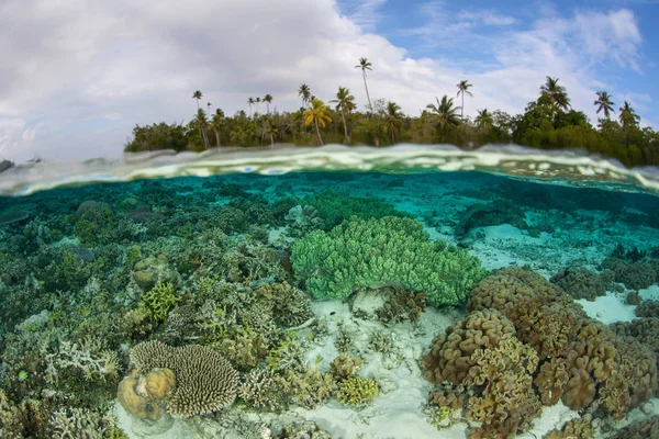 Güzel bir mercan kayalığı Solomon Adaları büyür. Bu uzak Melanezya deniz biyolojik çeşitlilik olağanüstü bir miktar için ev ve popüler bir alan için tüplü dalış ve şnorkel alanıdır.