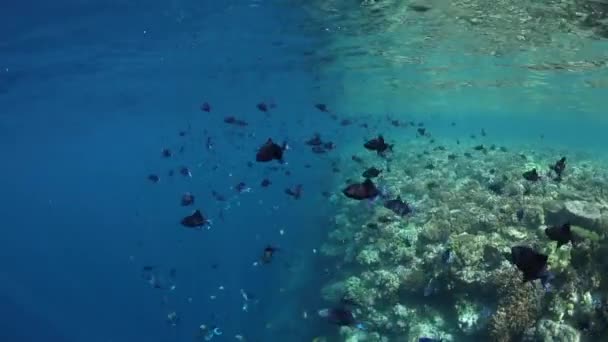 健全なサンゴ礁は インドネシア Wakatobi 国立公園で繁栄します 世界のこの部分は海洋生物多様性の驚くべき配列にホーム スキューバダイバーやシュノーケラーに人気 — ストック動画
