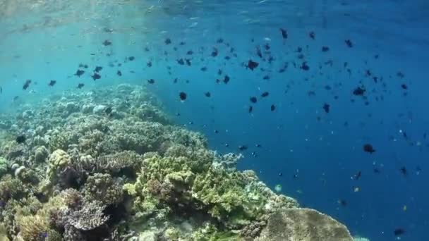 Redtooth をスクーリング モンガラカワハギと劇的なサンゴ礁の縁に沿って他の種の水着を降ろしてインドネシア Wakatobi 国立公園で これらは Planktivorous 地域でかなり共通 します — ストック動画