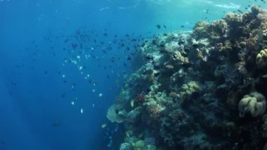 Redtooth okullaşma triggerfish ve dramatik bir mercan kayalığı kenarı boyunca diğer türler yüzme Wakatobi Milli Parkı, Endonezya'da indir. Bunlar plantonivor balık, bölgede oldukça yaygın..