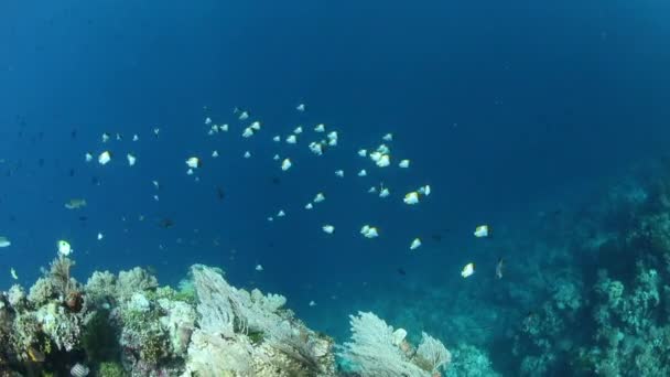 Uma Pequena Escola Butterflyfish Pyramid Nada Longo Borda Recife Coral — Vídeo de Stock