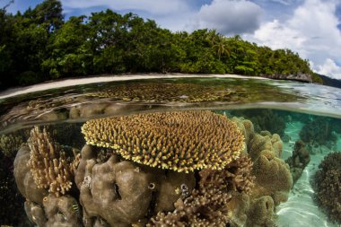 Raja Ampat, Endonezya bir uzak, tropikal ada yakınındaki güzel mercan büyümek. Bu Ekvator alan inanılmaz deniz biyoçeşitliliği nedeniyle Mercan Üçgeni kalbinde olarak bilinir.