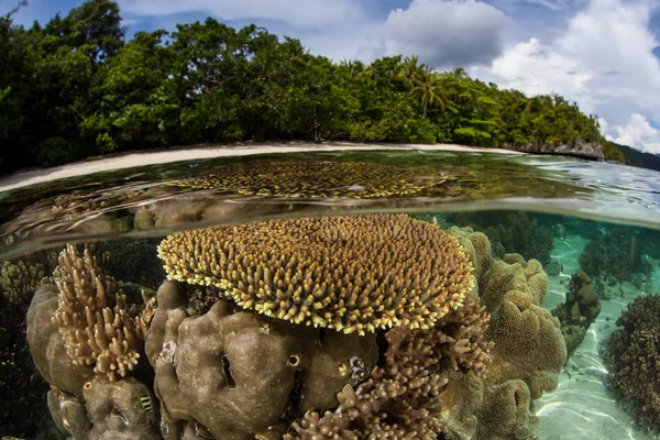 Raja Ampat, Endonezya bir uzak, tropikal ada yakınındaki güzel mercan büyümek. Bu Ekvator alan inanılmaz deniz biyoçeşitliliği nedeniyle Mercan Üçgeni kalbinde olarak bilinir.