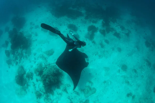 Free Diver Swims Black Manta Ray Manta Alfredi Raja Ampat — Stock Photo, Image