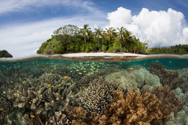 美しいサンゴ礁は Raja Ampat インドネシアのリモートの熱帯の島の近くに生えています その信じられないほどの海洋生物多様性によるコーラル トライ アングルの中心部として知られるこの赤道地区 — ストック写真