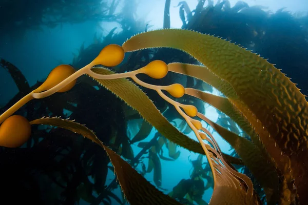 Giant kelp, Macrocystis pyrifera, grows in the cold eastern Pacific waters that flow along the California coast. Kelp forests support a surprising and diverse array of marine biodiversity.