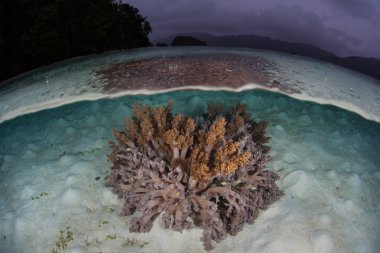 Raja Ampat, Endonezya bir uzak, tropikal ada yakınındaki bir güzel yumuşak mercan koloni büyür. Bu Ekvator alan inanılmaz deniz biyoçeşitliliği nedeniyle Mercan Üçgeni kalbinde olarak bilinir.