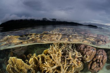 Kırılgan mercan Raja Ampat, Endonezya su hattında altında büyür. Bu kez yağmurlu, Ekvator alan inanılmaz deniz biyoçeşitliliği nedeniyle Mercan Üçgeni kalbinde olarak bilinir.