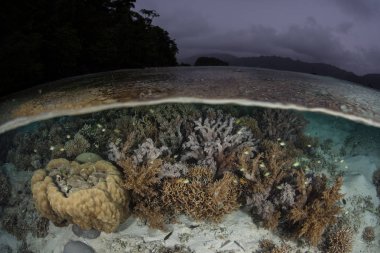 Raja Ampat, Endonezya su hattında altında güzel mercan büyümek. Bu kez yağmurlu, Ekvator alan inanılmaz deniz biyoçeşitliliği nedeniyle Mercan Üçgeni kalbinde olarak bilinir.