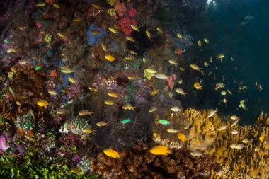 Raja Ampat, Endonezya uzak bir adada kenarı boyunca renkli resif balık yüzme. Bu Ekvator alan inanılmaz deniz biyoçeşitliliği nedeniyle Mercan Üçgeni kalbinde olarak bilinir.